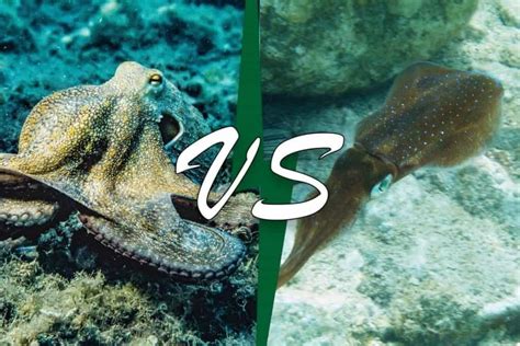 Octopus Vs Squid (9 Differences With Pictures) - Wildlife Informer