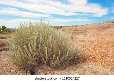 Hardy Desert Plant Grows Parched Rocky Stock Photo 1210514227 | Shutterstock