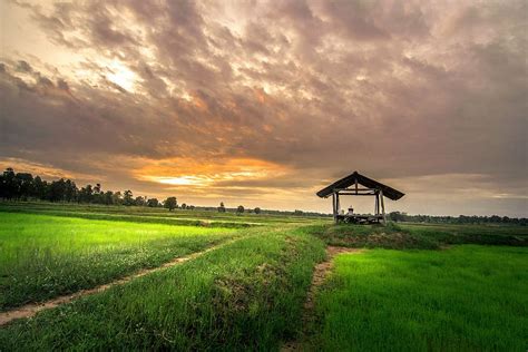 HD wallpaper: buffalo, farmers, Thailand, children, women, people ...