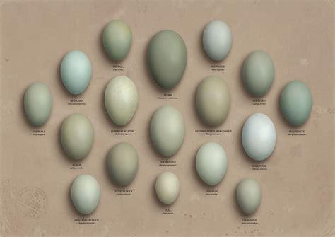 Colour - duck egg | Duck egg blue colour, Duck egg blue, Duck eggs