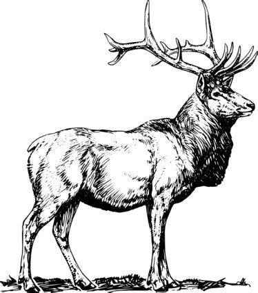 elk clipart black and white - Google Search | Ciervo, Producción ...