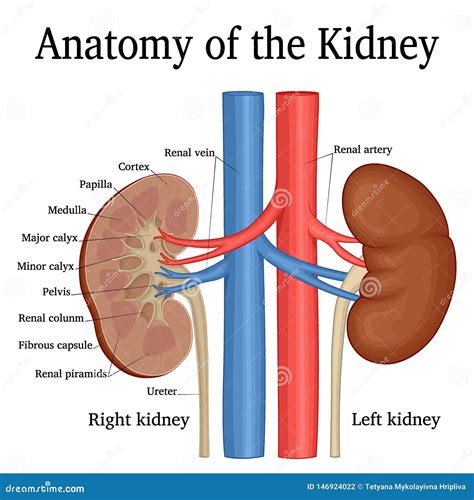 Anatomy of the Kidney stock vector. Illustration of nephron - 146924022