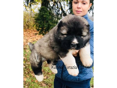 Caucasian ovcharka puppies - TOP quality - Animals - Chicago - Illinois ...