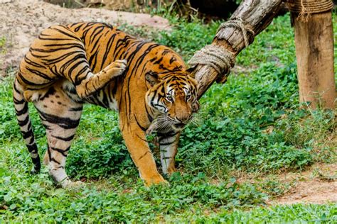 Bengal Tiger in forest. stock image. Image of outdoors - 80264269