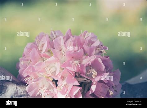 Pink snowball tree, also called Dombeya cayeuxii Stock Photo - Alamy