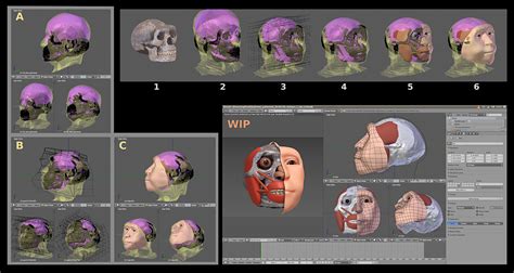 ATOR: Faces of Evolution - validating the methodology for facial reconstruction of hominids