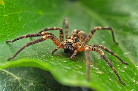 Most Poisonous Spiders in Florida - Drive-Bye Pest Exterminators