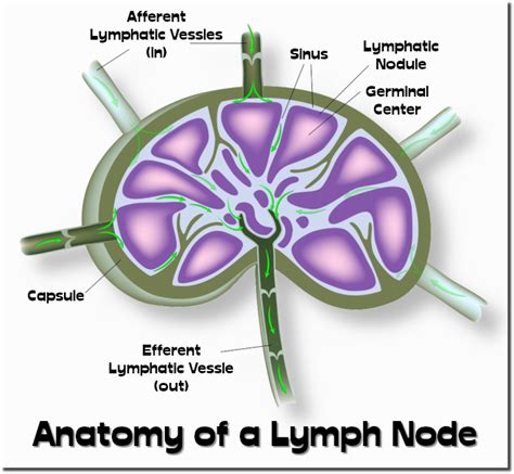 Anatomy of a Lymph Node