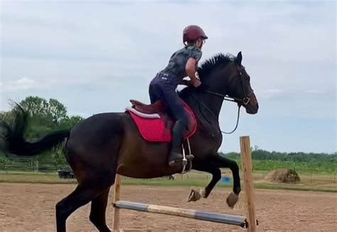 19 simple tips for horse jumping beginners - Seriously Equestrian