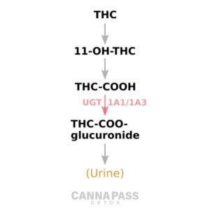 UGT1A Inhibition - CannaPass Detox