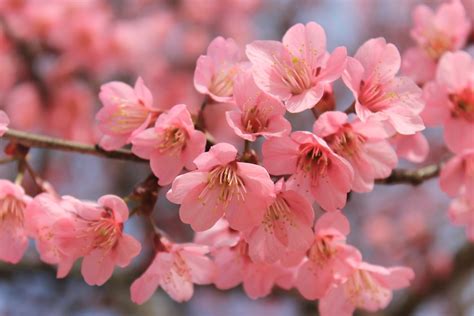 Best Sakura Tree Pictures [HD] | Download Free Images on Unsplash