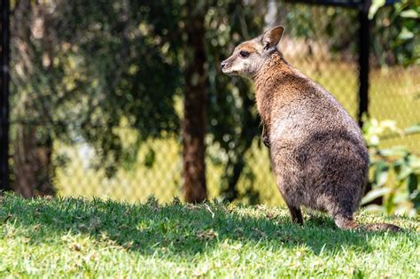 Australian wildlife – Cameron D. Campbell 康文林