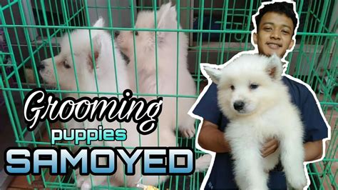 Grooming Samoyed Puppies - YouTube