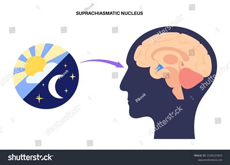 21 imágenes de Suprachiasmatic nucleus - Imágenes, fotos y vectores de ...