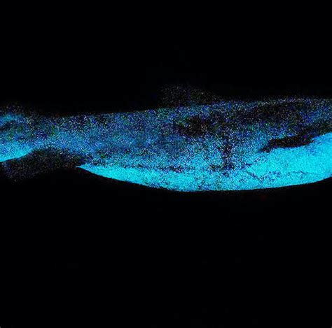 Conservation news on Bioluminescence