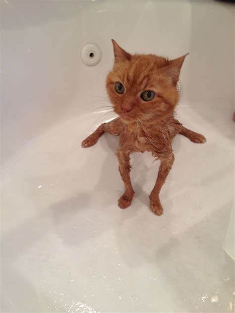 This funny cat picture was NOT altered in any way! Whiskers, our orange tabby, getting a bath ...