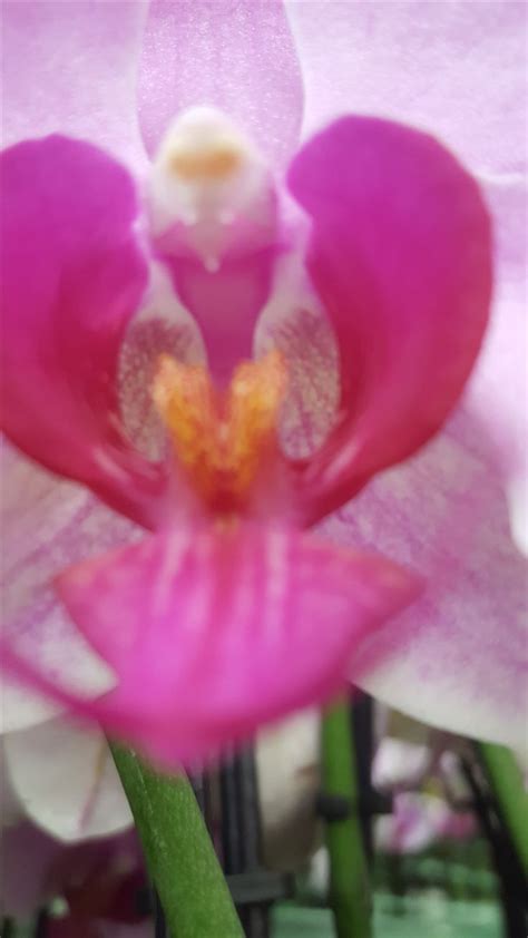 Pin on The Orchid Show at Marie Selby Botanical Gardens | Orchid show ...