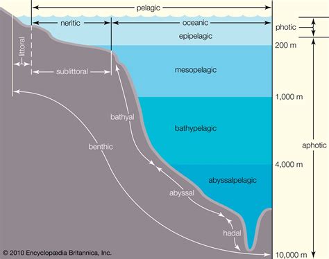 Pelagic zone | Definition, Location, Depth, Animals, & Facts | Britannica