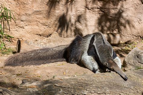 How Do Anteaters Sleep? | Reid Park Zoo