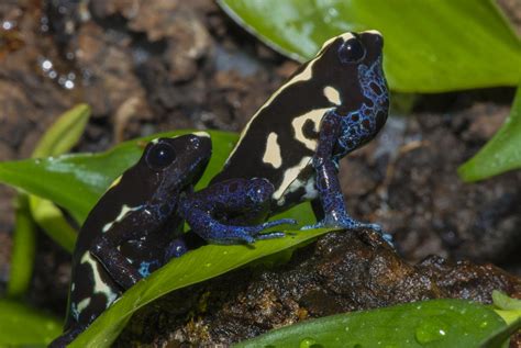 Dendrobates tinctorius - Frogs & Co