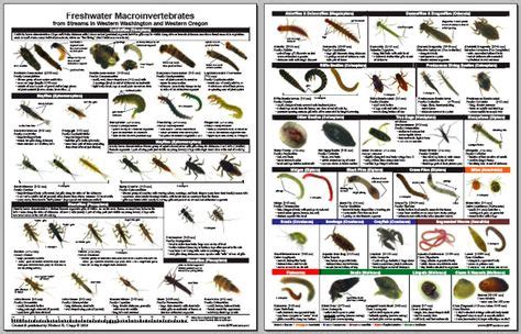 insect larvae identification guide | laminate field guide by Michael R. Clapp © 2010 | Insect ...