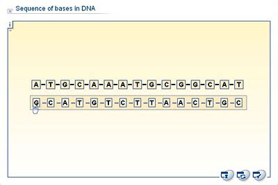 Base Sequence Of Dna