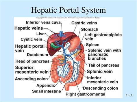 PPT - Peripheral Circulation and Regulation PowerPoint Presentation ...