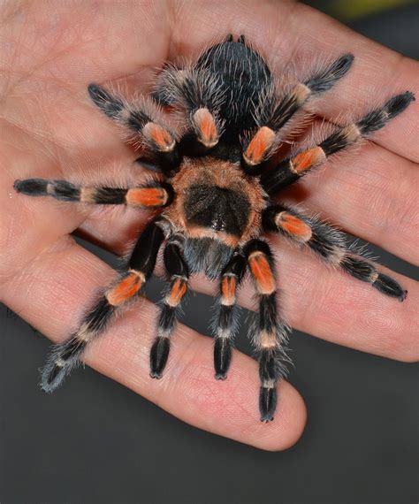 Mexican Red Knee Tarantula | Pet tarantula, Spider, Pet spider