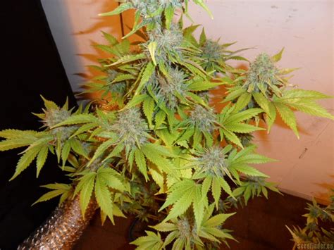 Strain-Gallery: Mazar x Great White Shark (World of Seeds Bank) PIC #22021367488034851 by pippypops