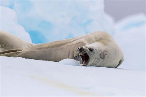 Yawning Crabeater Seal Antarctic Peninsula#WILDLIFE #PHOTOGRAPHY #COLORS OF NATURE #ADORABLE # ...