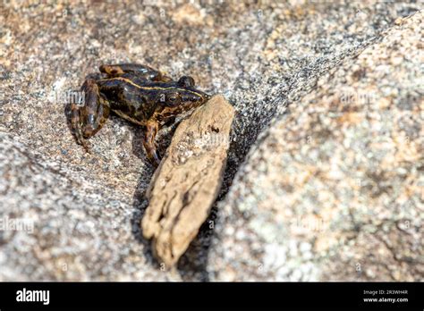 Mantidactylus ulcerosus, frog in Ambalavao, Andringitra National Park ...