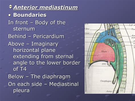 PPT - MEDIASTINUM PowerPoint Presentation, free download - ID:9477460