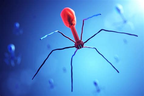 Bacteriophages: A replacement for antibiotics?