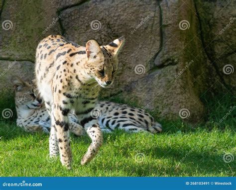 Baby Serval Walking in the Dubai Safari Stock Image - Image of walking ...