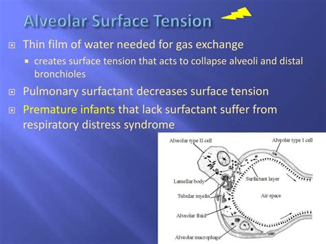 PPT - Respiratory System PowerPoint Presentation, free download - ID:3561325