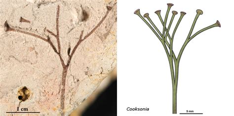 Escenarios prehistóricos: Cooksonia