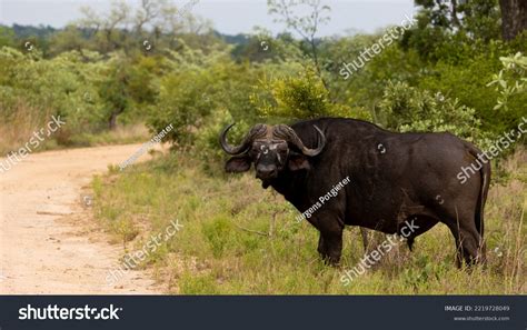 Big Cape Buffalo Massive Horns Stock Photo 2219728049 | Shutterstock