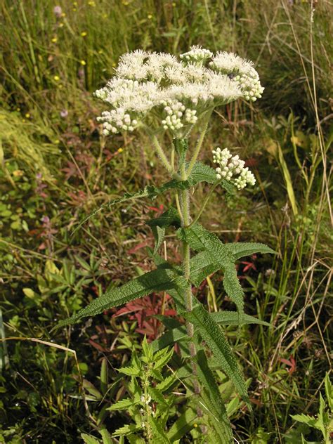 Eupatorium perfoliatum | Manual of the Alien Plants of Belgium