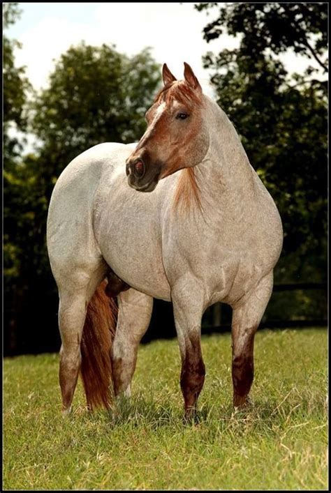 280 best Roan Horses images on Pinterest | Beautiful horses, Pretty ...