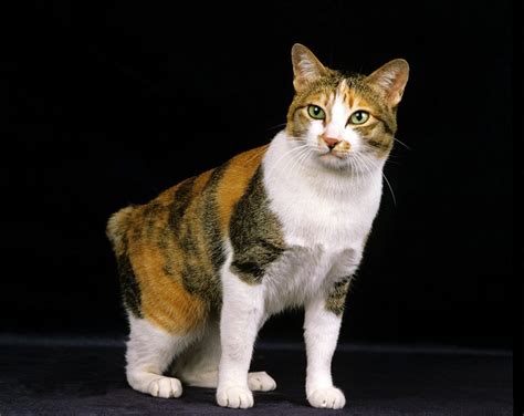 Japanese Bobtail Cat: Info, Pictures, Personality Traits & Characteristics | PangoVet