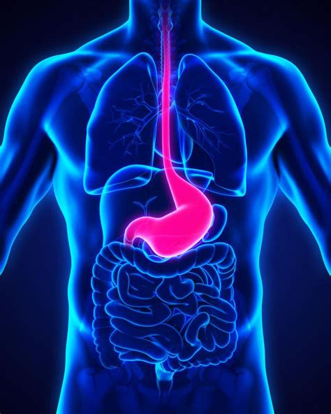 Peroral endoscopic myotomy offers long-term benefits in jackhammer esophagus | Latest news for ...