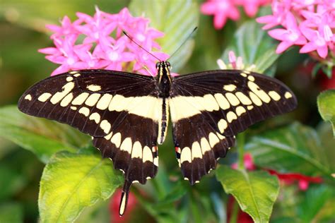 Butterfly missing part of wing | Butterfly Garden in Rochest… | Flickr