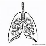 Printable Lungs Coloring Page A Fun Way To Learn About Your  sketch template