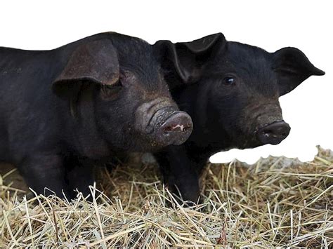 Large Black Pigs Need Your Help - Givealittle