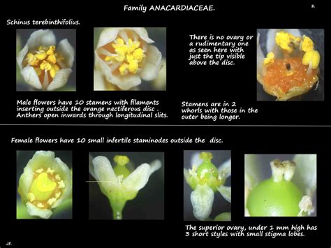 1 Schinus terebinthifolius - Botany Brisbane