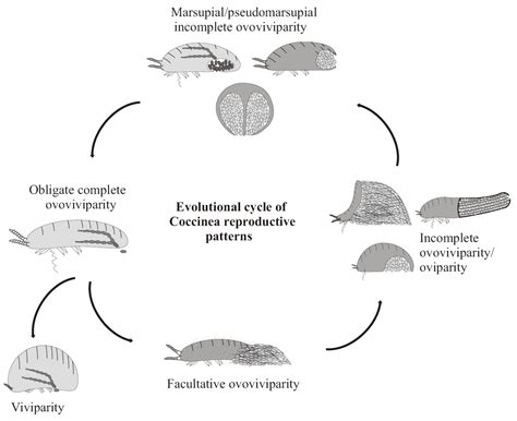 Ovoviviparous Diagram