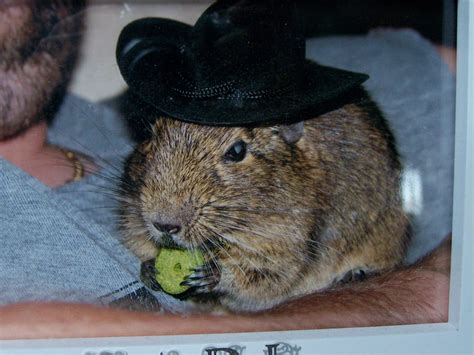 Degu in a hat | Degu, Degus, Cute animals