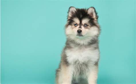 Pomsky : 8 raisons d’adopter cette race de chien - Hello Animaux