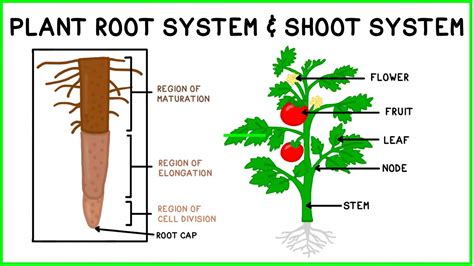 Plant Shoot