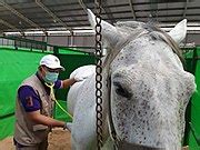 Category:Animal quarantine - Wikimedia Commons